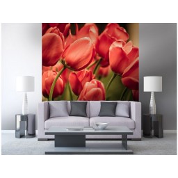 MS-3-0128 Vliesová obrazová fototapeta Red Tulips, velikost 225 x 250 cm