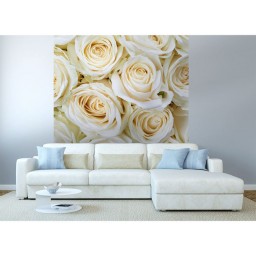 MS-3-0137 Vliesová obrazová fototapeta White Roses, velikost 225 x 250 cm