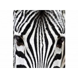 MS-3-0234 Vliesová obrazová fototapeta Zebra, velikost 225 x 250 cm