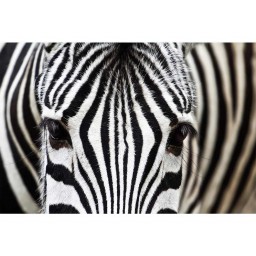 MS-5-0234 Vliesová obrazová fototapeta Zebra, velikost 375 x 250 cm