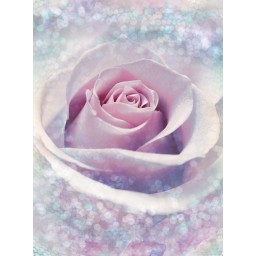 KOMR 020-2 XXL Vliesová fototapeta Komar - Delicate Rose - květ růže, velikost 368x248 cm
