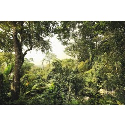 KOMR 420-4 XXL Vliesová fototapeta na zeď Komar džungle deštný prales, velikost 368x248 cm
