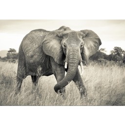 KOMR 925-4XXL Vliesová fototapeta Komar - Elefant - Slon africký, velikost 368x248 cm